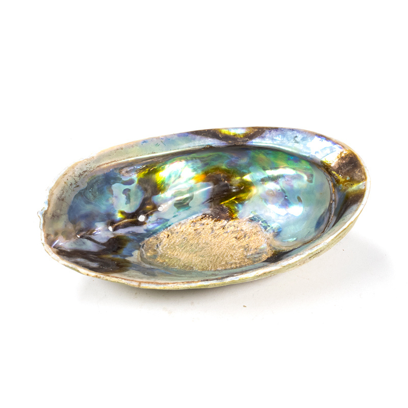 Conchiglia di Abalone Haliotis iris per Smudge 12-15cm