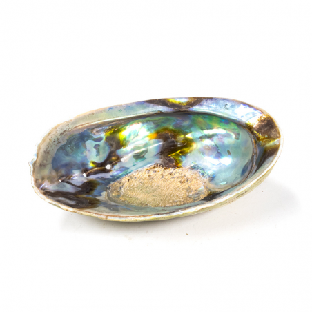 Conchiglia di Abalone Haliotis iris per Smudge 12-15cm