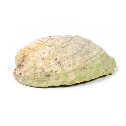 Conchiglia di Abalone Haliotis iris per Smudge 12-15cm 2