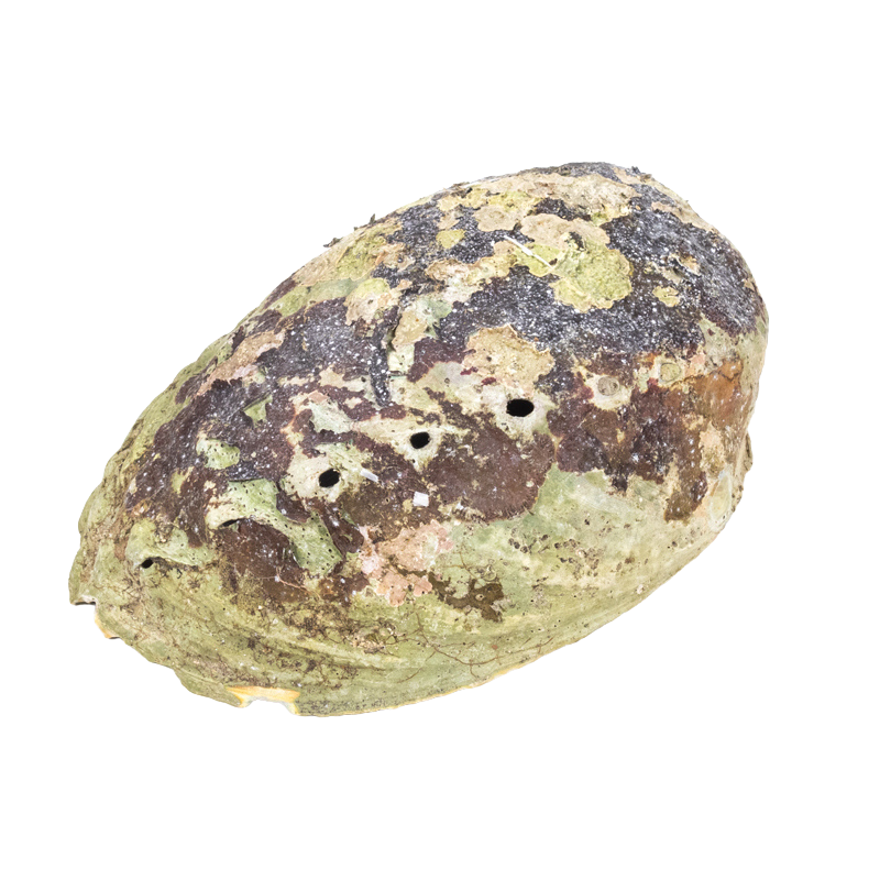 Conchiglia di Abalone Haliotis iris per Smudge 12-15cm