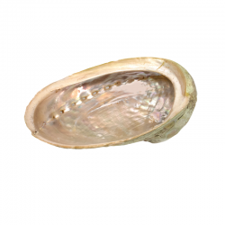 Conchiglia di Abalone Aliotide per Smudge 7-10cm 2