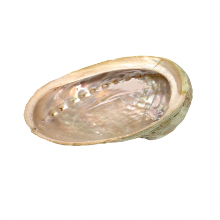 Conchiglia di Abalone Aliotide per Smudge 9-12cm