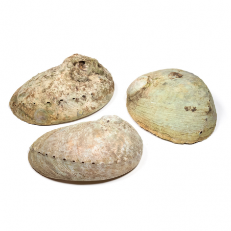 Conchiglia di Abalone Aliotide per Smudge 9-12cm