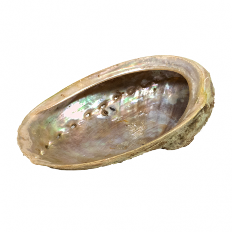 Conchiglia di Abalone Aliotide per Smudge 9-12cm