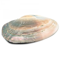 Conchiglia in Madreperla per Smudge (15 - 16cm) 2