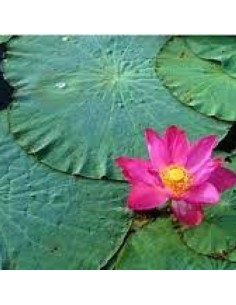 Tè Detox Dimagrante | 28 Filtri Naturali per Controllo del Peso 2