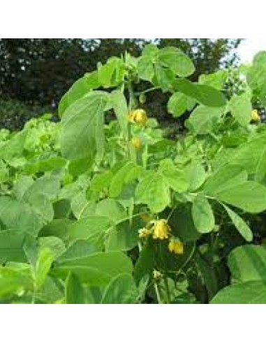 Tè Detox Dimagrante | 28 Filtri Naturali per Controllo del Peso