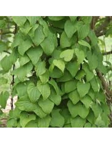 Tè Detox Dimagrante | 28 Filtri Naturali per Controllo del Peso