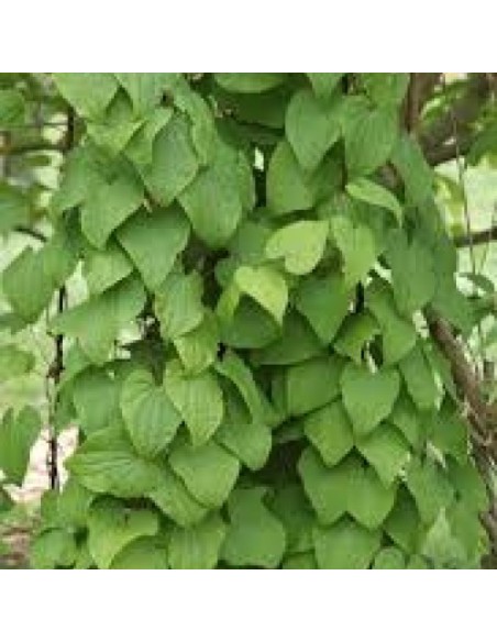 Tè Detox Dimagrante | 28 Filtri Naturali per Controllo del Peso