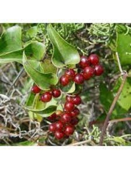 Tè Detox Dimagrante | 28 Filtri Naturali per Controllo del Peso