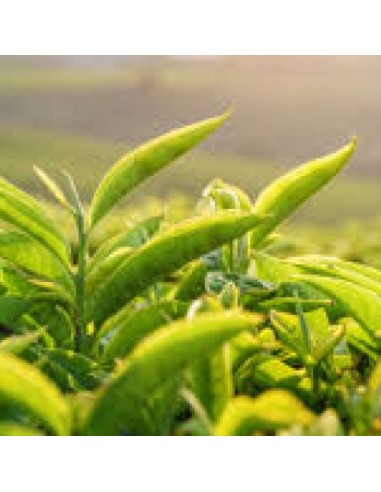 Tè Detox Dimagrante | 28 Filtri Naturali per Controllo del Peso