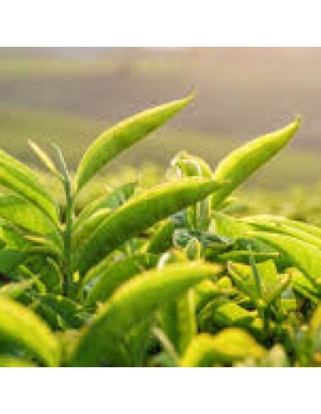 Tè Detox Dimagrante | 28 Filtri Naturali per Controllo del Peso