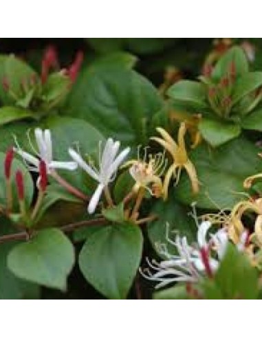 Tè Detox Dimagrante | 28 Filtri Naturali per Controllo del Peso