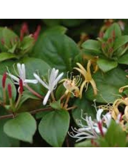 Tè Detox Dimagrante | 28 Filtri Naturali per Controllo del Peso